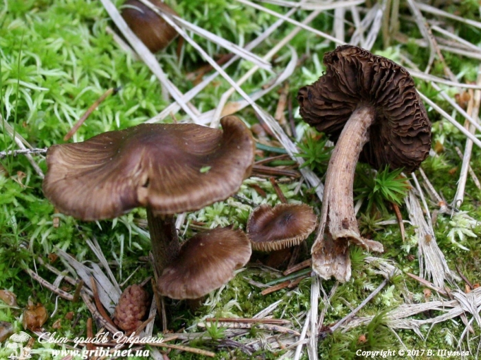 Волоконница волокнистая