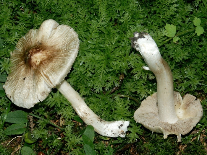 Рядовка гульден (tricholoma guldeniae)