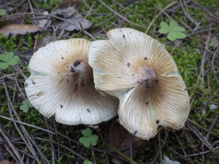 Млечник ольховый гриб