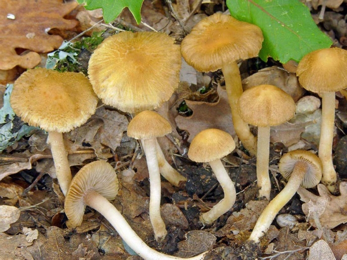 Волоконница волокнистая (inocybe rimosa)