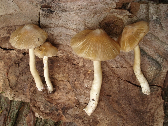 Inocybe geophylla