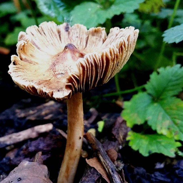 Опенок луговой marasmius oreades