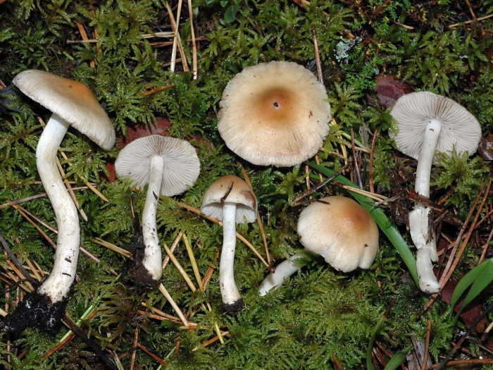 Cortinarius rubellus и inocybe geophylla