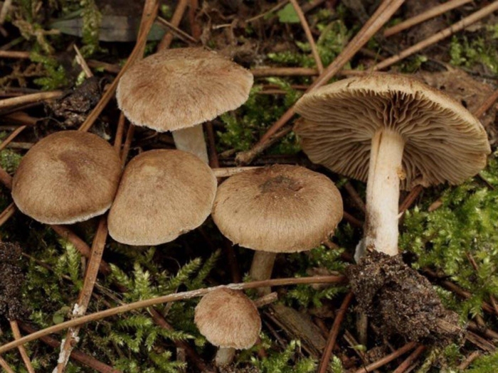 Гриб волоконница патуйяра