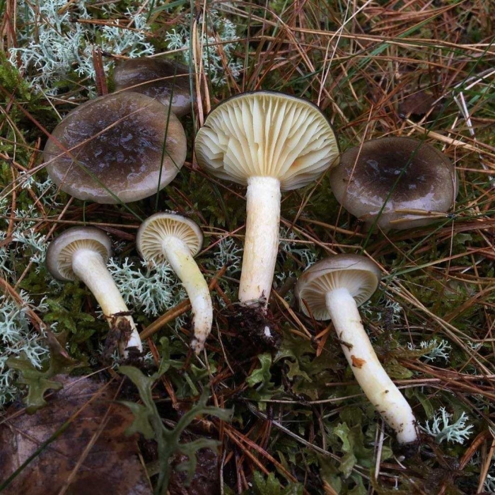 Гигрофор поздний