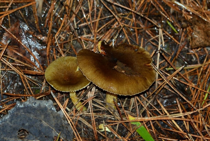 Гигрофор буковый гриб