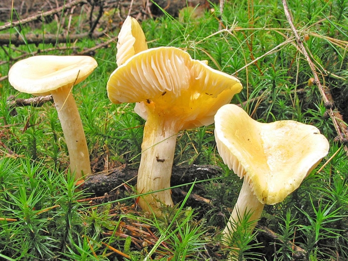 Гигрофор лиственничный