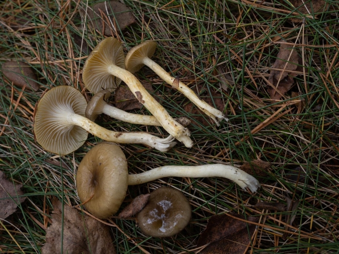 Hygrophorus hypothejus