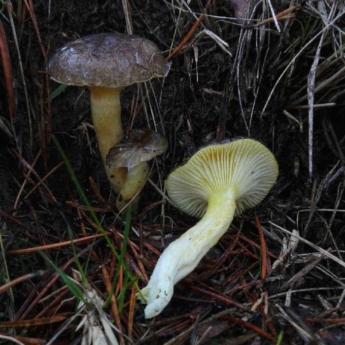 Гриб гигрофор