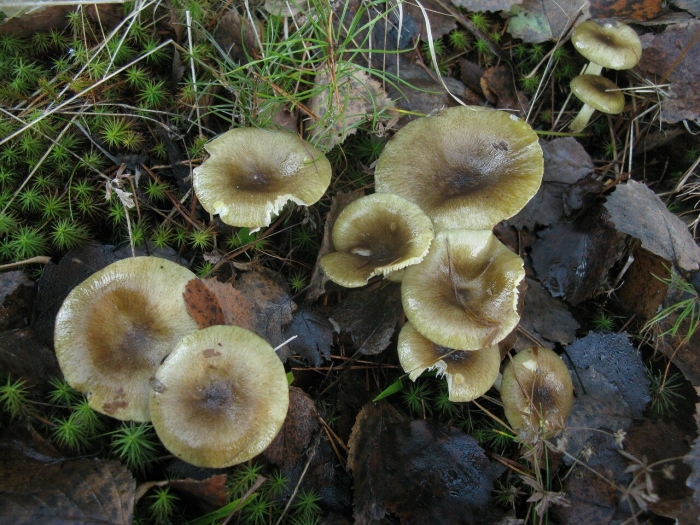 Гриб гигрофор поздний