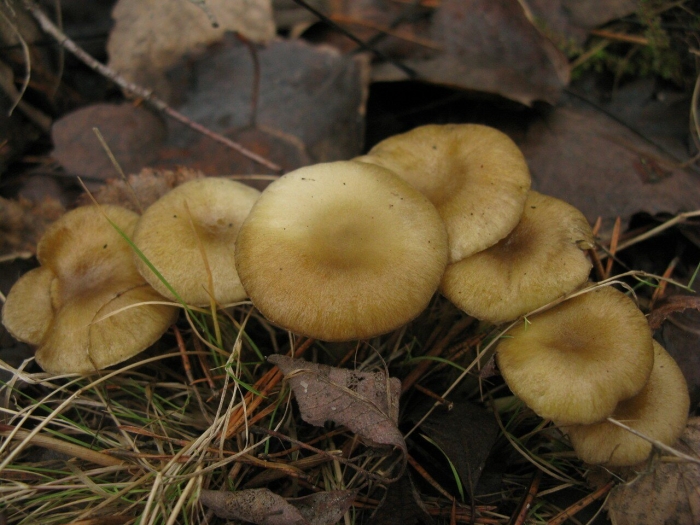 Чешуйчатка ольховая pholiota alnicola