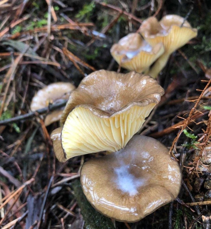 Гигрофор бурый