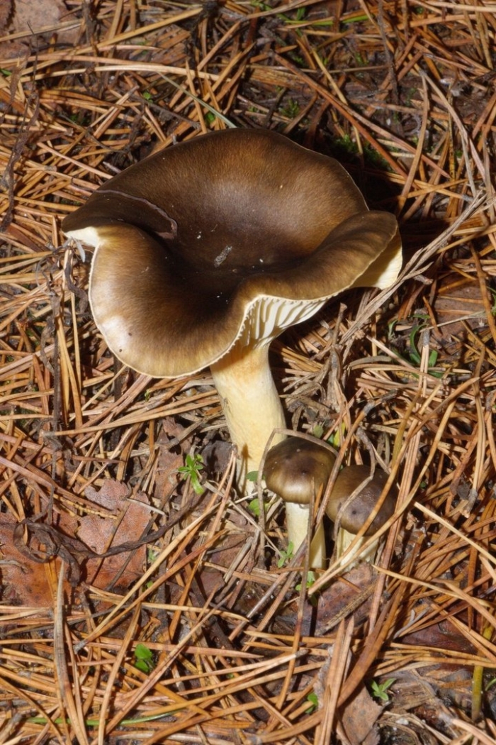 Гигрофор поздний (бурый)