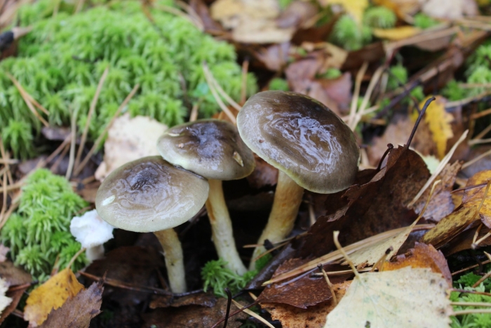 Гигрофор гриб