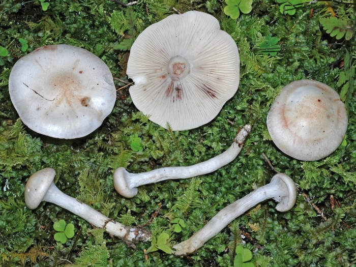 Hygrophorus latitabundus