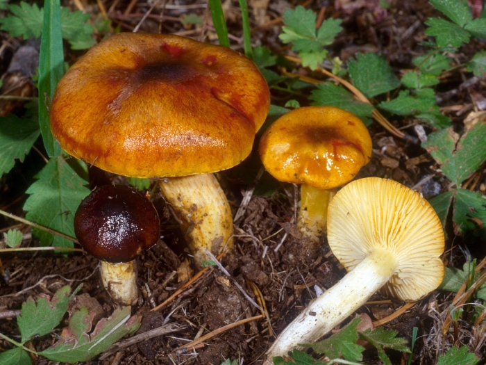 Гигрофор бурый гриб