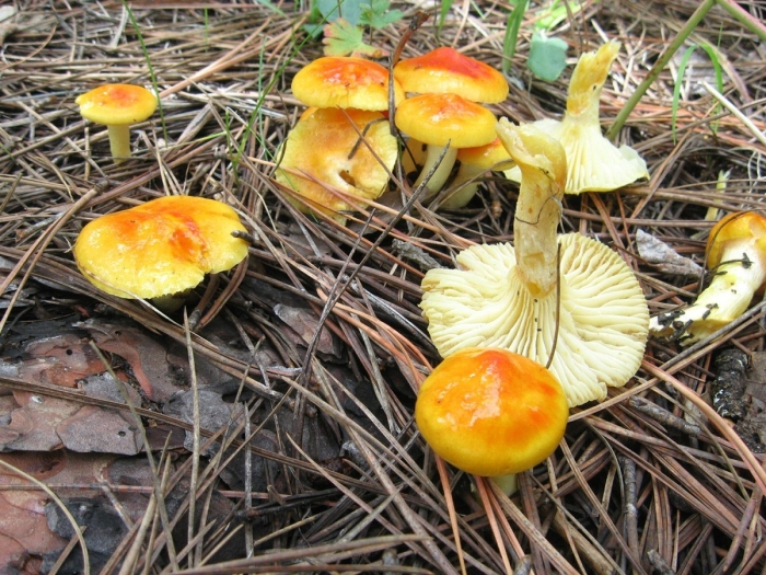 Гигрофор луговой