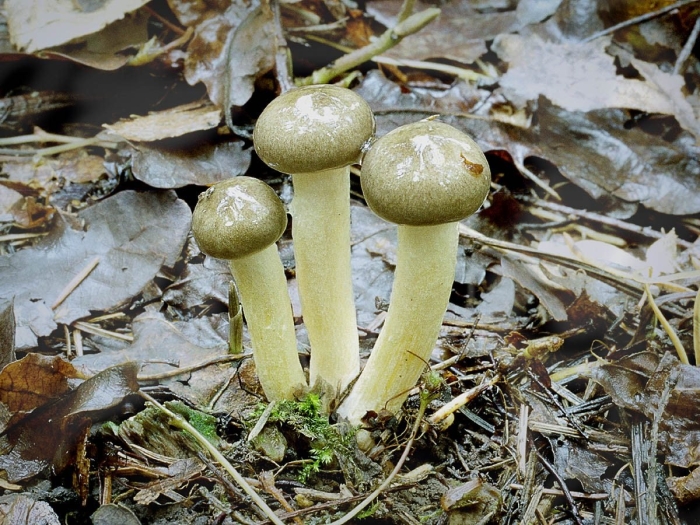 Гриб гигрофор белый