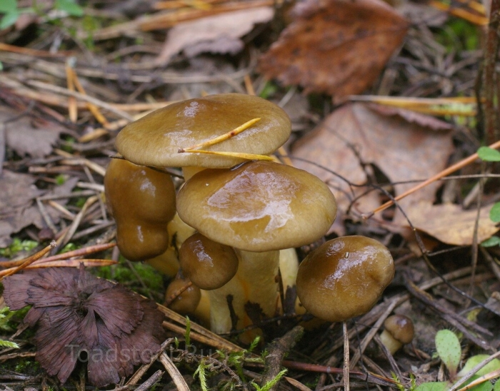 Гигрофор древолюбивый