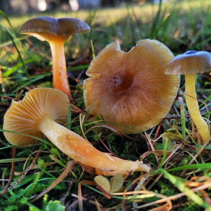 Гигрофор поздний