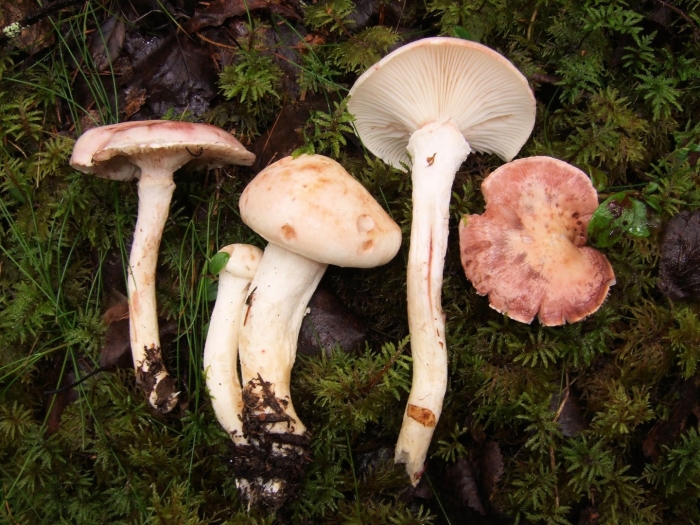 Hygrophorus russula