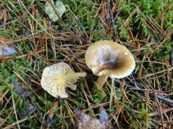 Гигрофор буковый