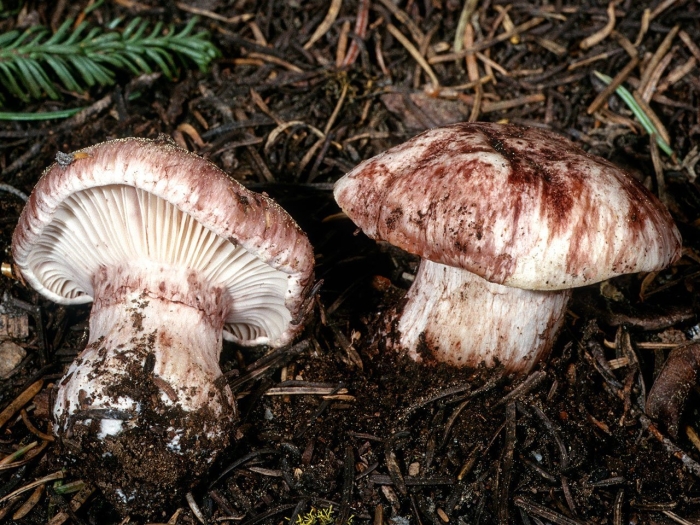 Hygrophorus purpurascens