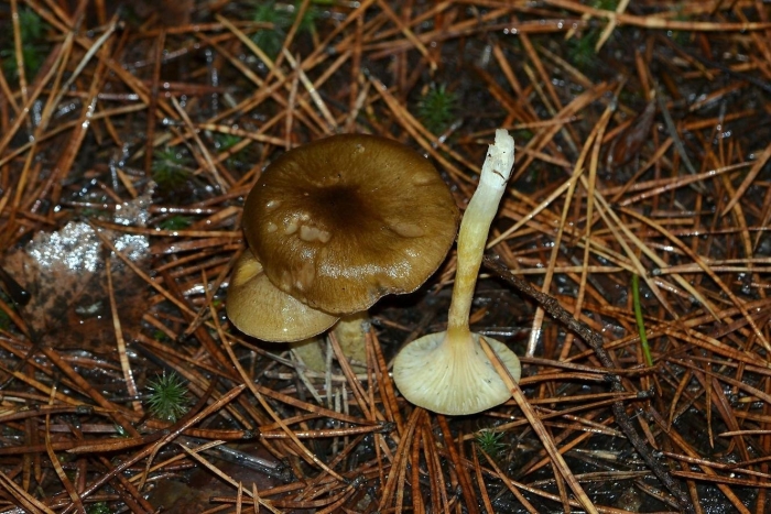 Гигрофор оливково-бурый