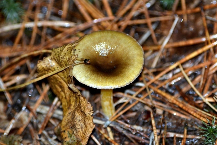 Гигрофор буковый гриб