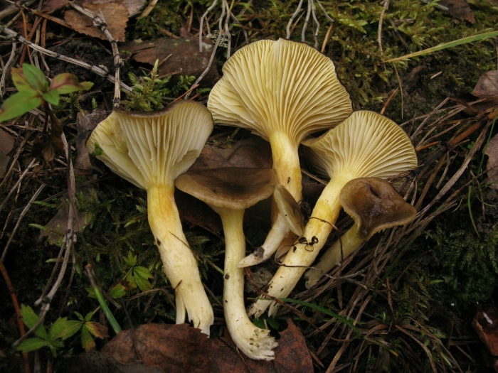 Гигрофор грибоведы