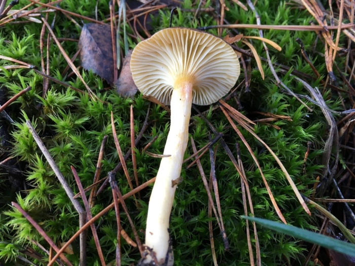 Hygrophorus hypothejus