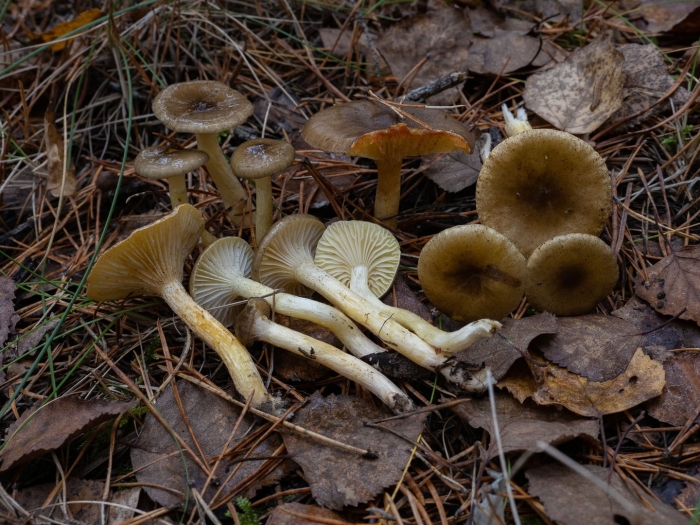 Гриб гигрофор поздний