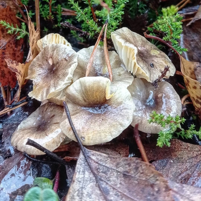 Гигрофор поздний