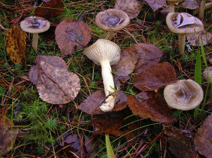 Lactarius chrysorrheus