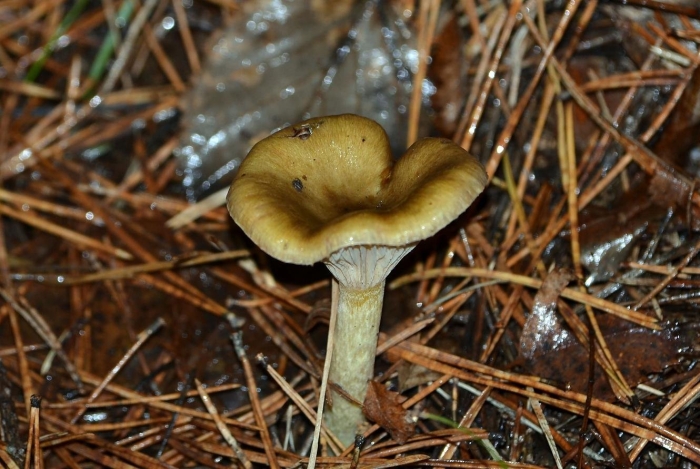 Гигрофор поздний (бурый)