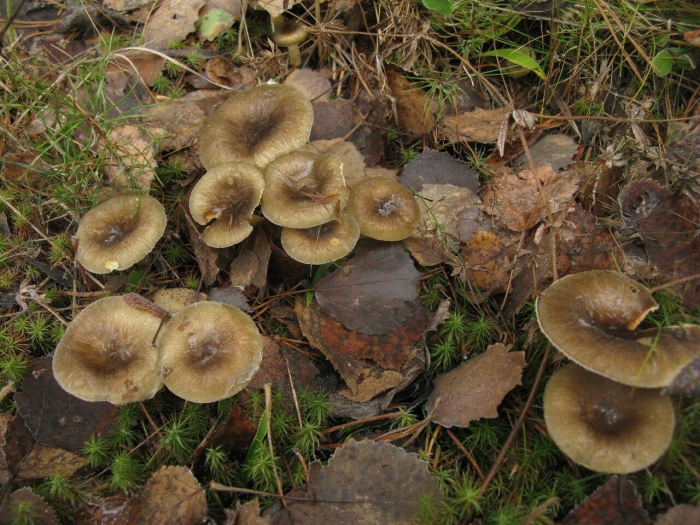 Гигрофор персона гриб