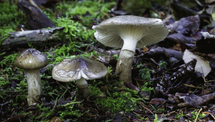 Гигрофор оливково-белый