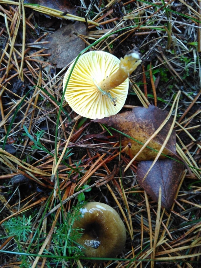 Гриб гигрофор лиственничный