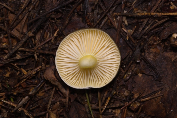 Гигрофор поздний hygrophorus hypothejus