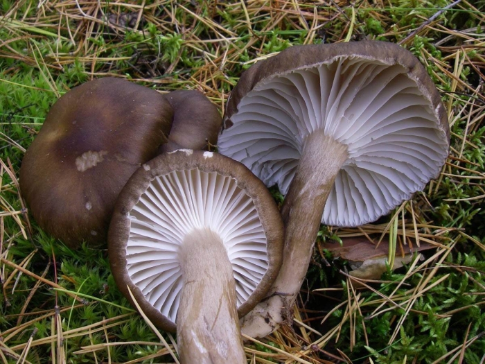 Pseudoclitocybe cyathiformis