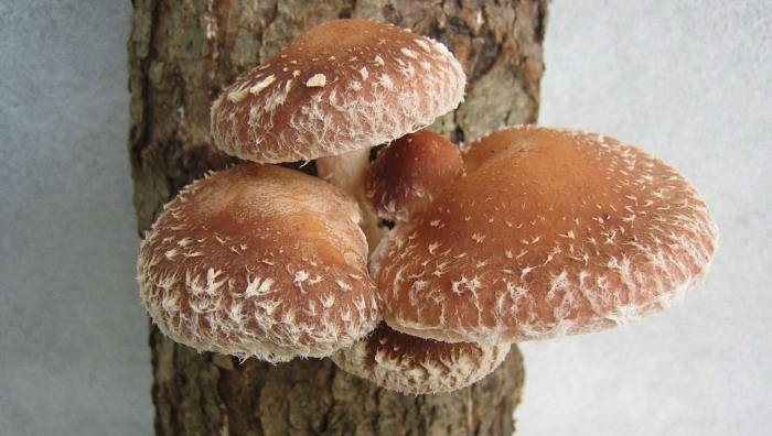 Шиитаке гриб