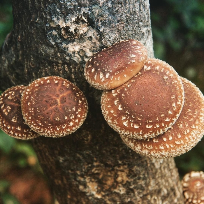 Шиитаке lentinula edodes