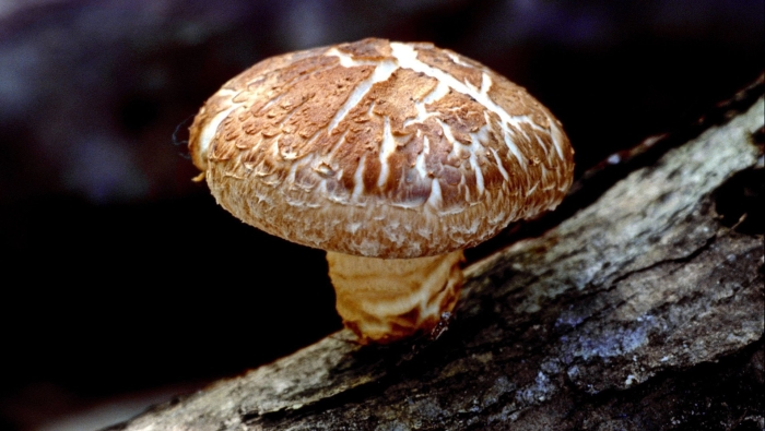 Шиитаке lentinula edodes