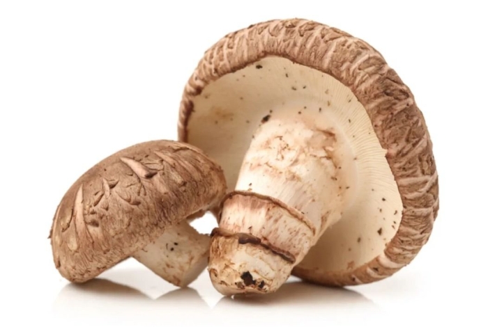 Шампиньон гриб