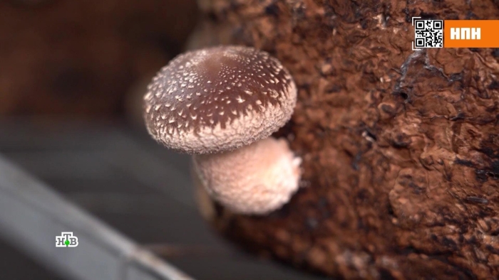 Мицелий шиитаке