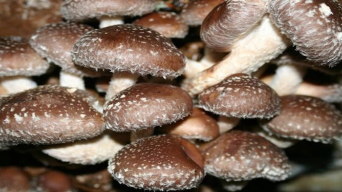 Мицелий шиитаке