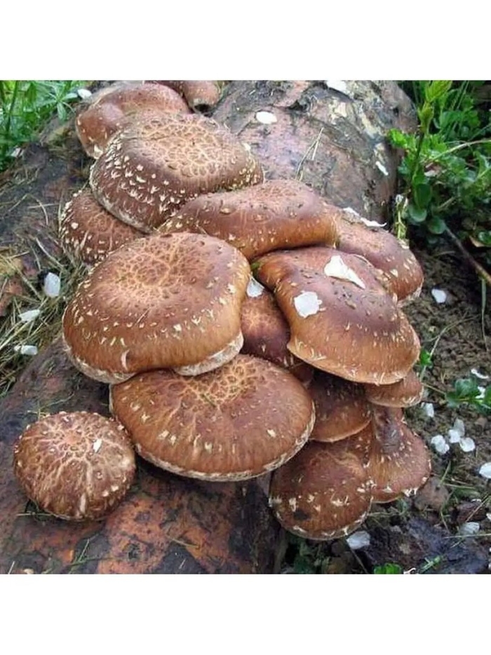 Шиитаке чешуйчатка