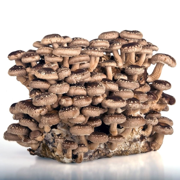 Шиитаке shiitake (lentinula edodes)
