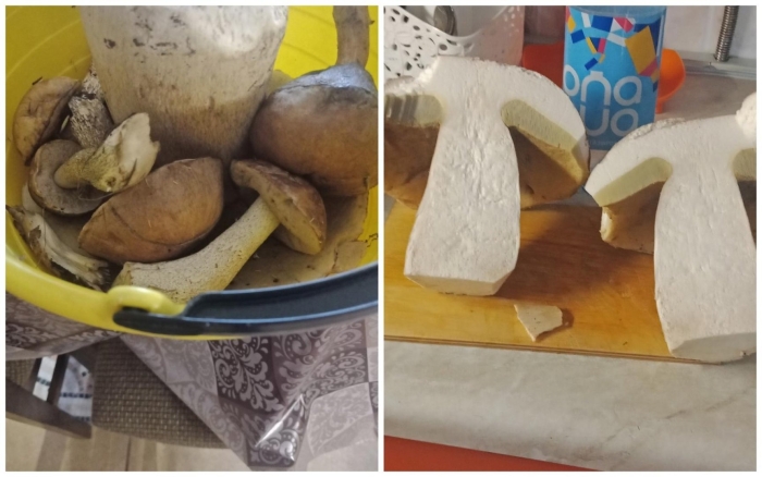 Большие белые грибы