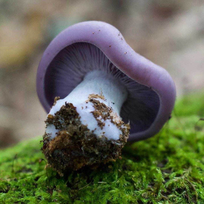 Рядовка фиалковая lepista irina